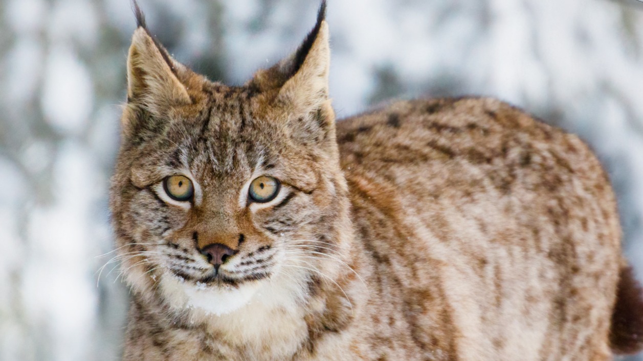 Dekbedovertrek Good Morning Lynx - Grey detail