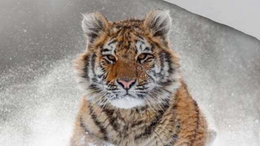 Dekbedovertrek Good Morning Snow Tiger - Grey detail
