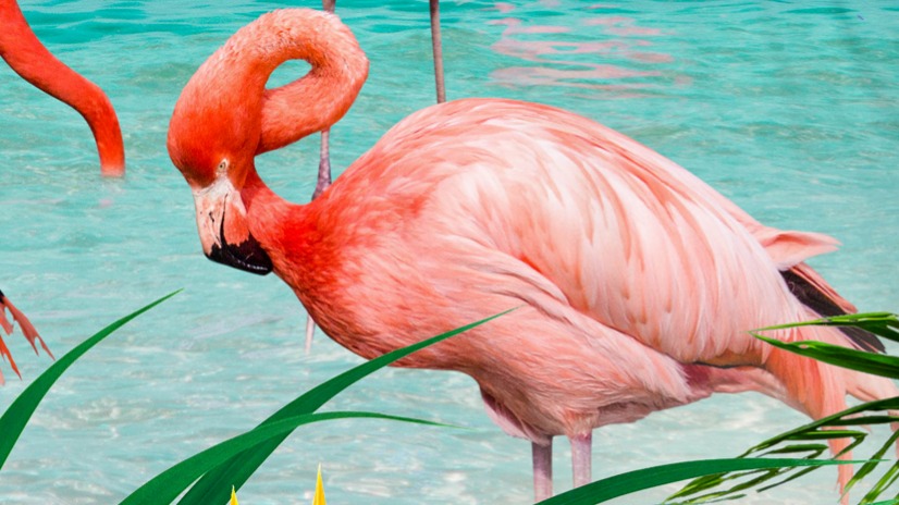 Dekbedovertrek Pure Flamingos - Multi detail