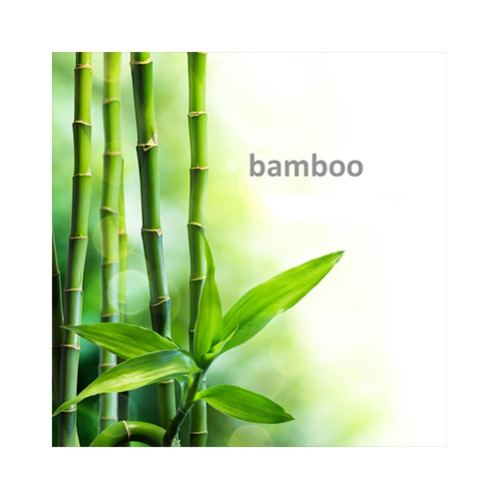 bamboo logo Medium